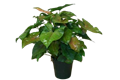 Syngonium Candy Berry